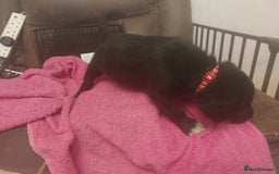 Mixed Breed dogs for sale: Gorgeous puppies  - Advert 7