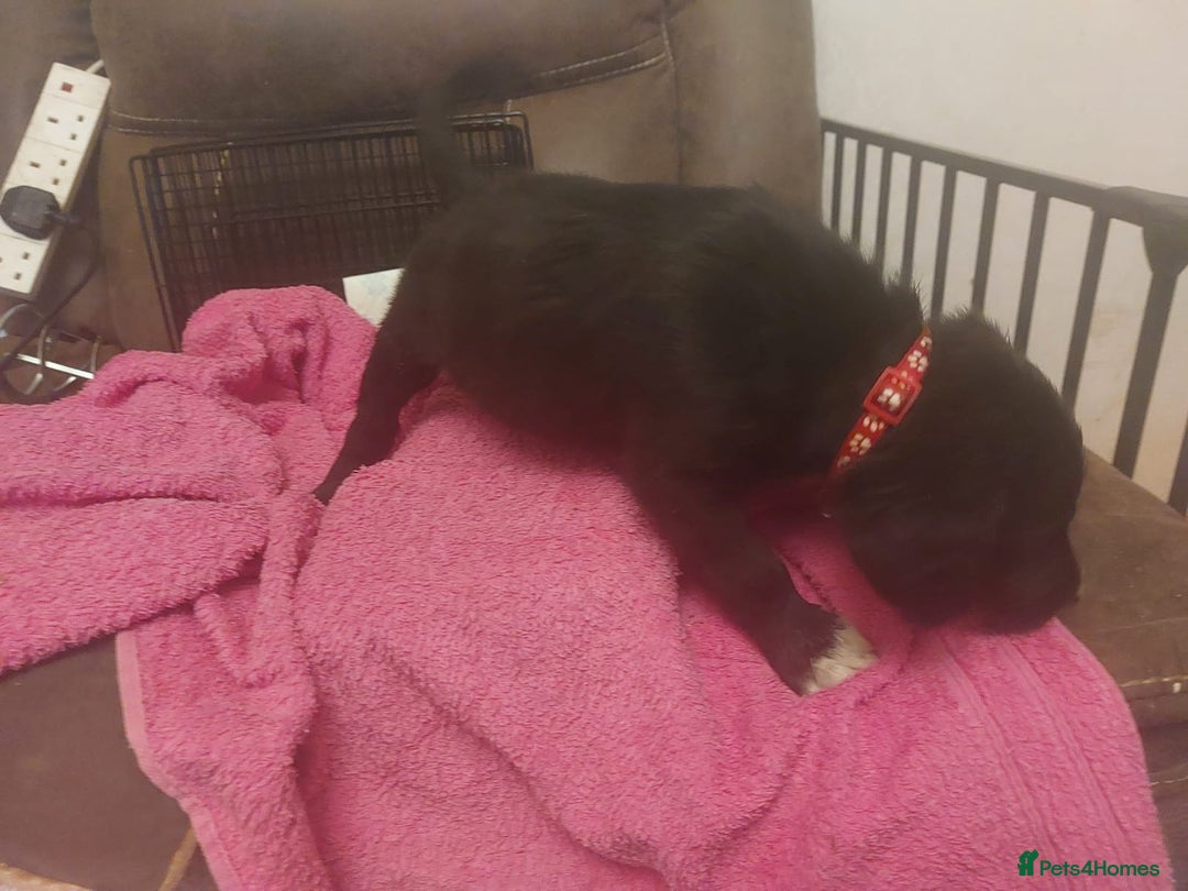 Mixed Breed dogs for sale: Gorgeous puppies  - Advert 7