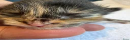 Ragcoon cats for sale: Ragdoll × Maine Coon Kittens rare colours - Advert 21