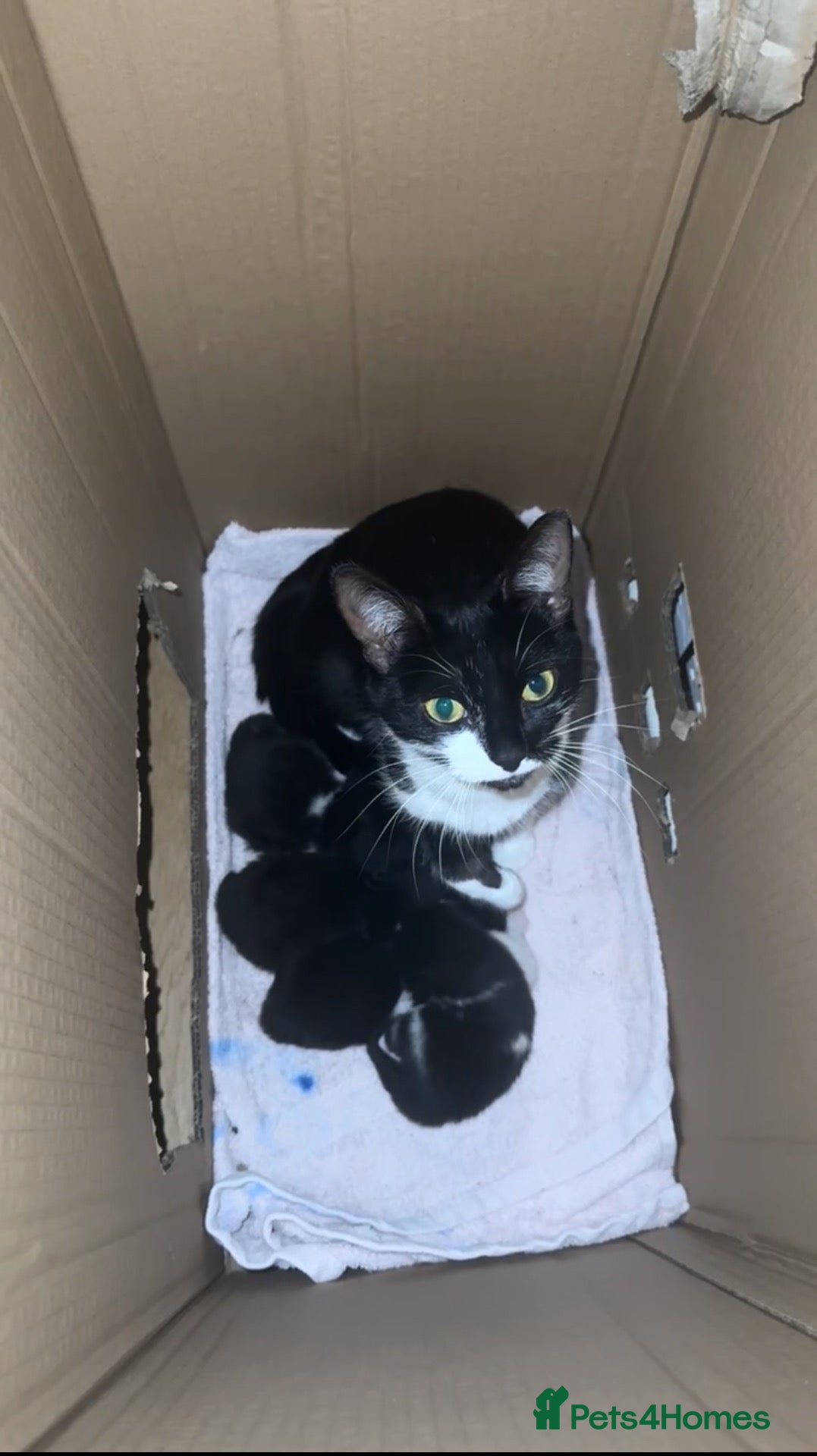 British Shorthair cats Adorable Black & White Kittens - Advert 1