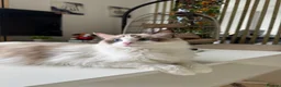 Ragdoll cats for sale: Loving Ragdoll Girl Needs a New Home 🩷 - Advert 3