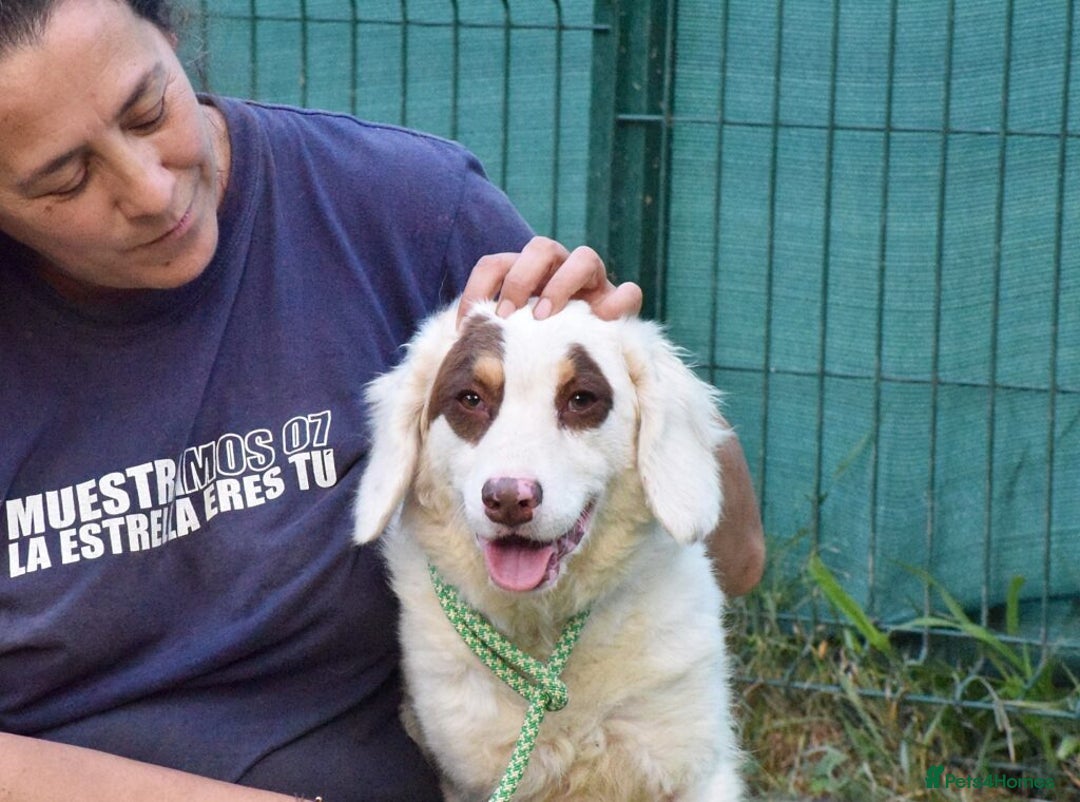 English Setter dogs for adoption: Pumuki  - Image 10