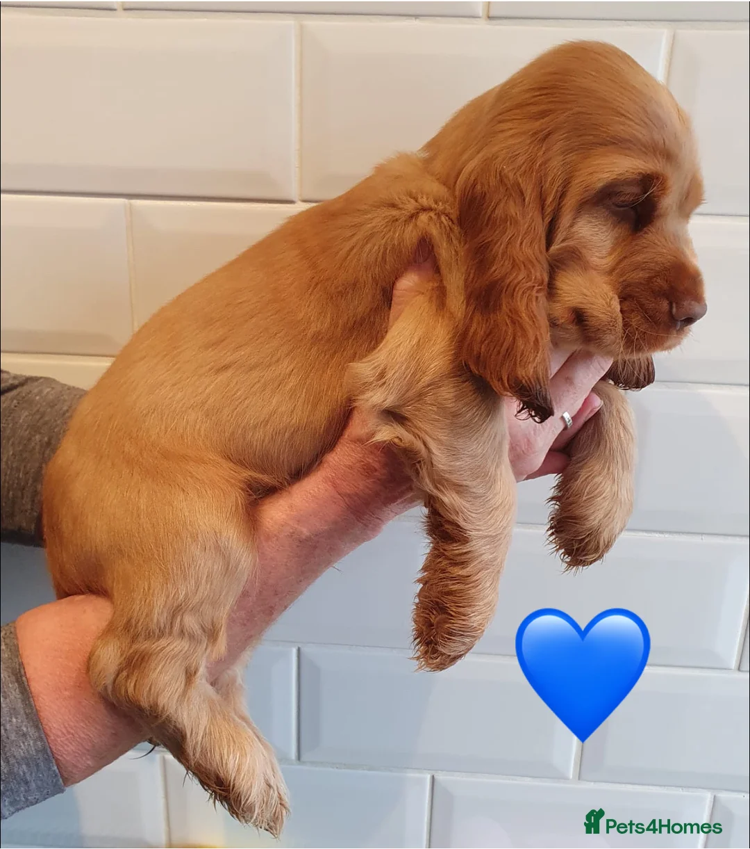 Cocker Spaniel dogs for sale: 1 STUNNING SHOW COCKER SPANIEL BOY LEFT 💙!! - Advert 1
