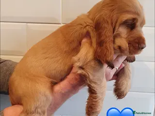 Cocker Spaniel dogs 1 STUNNING SHOW COCKER SPANIEL BOY LEFT 💙!! - Advert 7