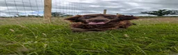 Cocker Spaniel dogs for sale: Chib - Young Cocker Male Needing Active Home - Advert 1