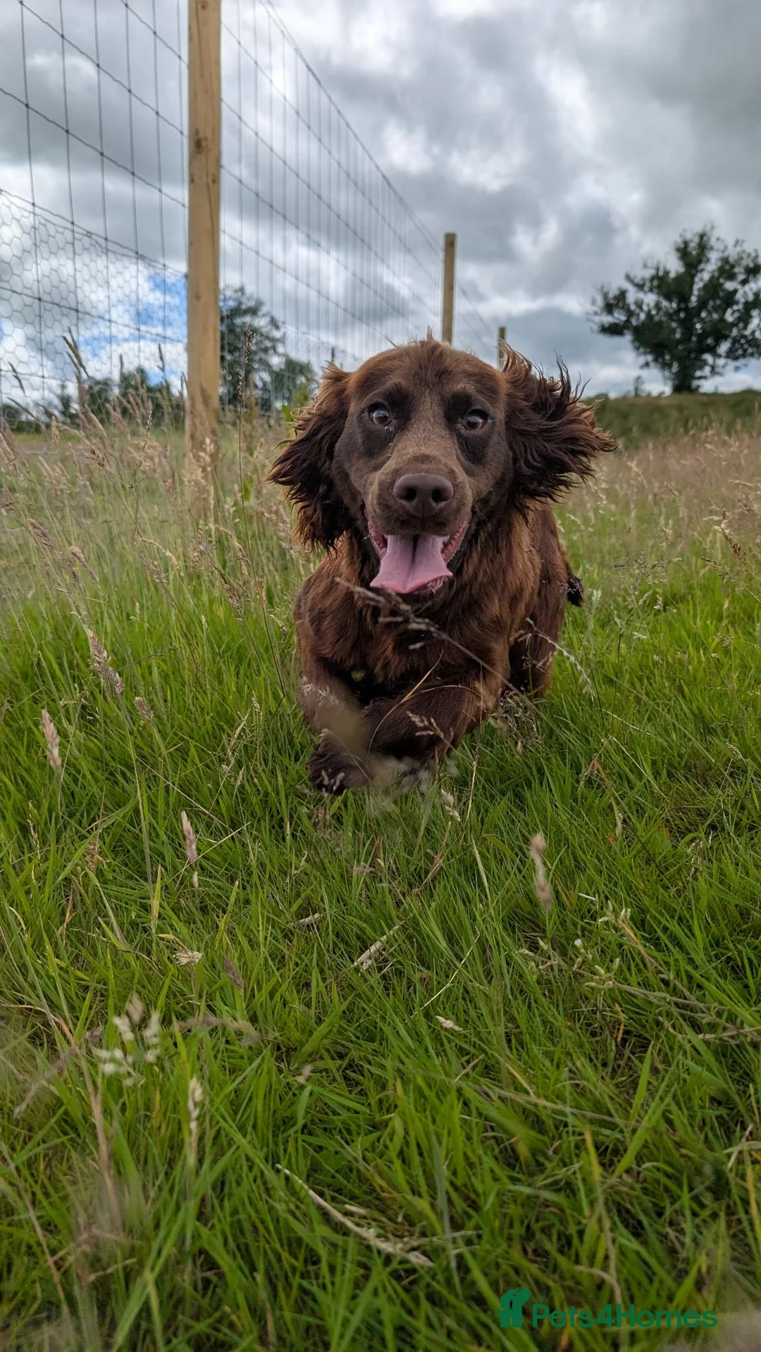 Cocker Spaniel dogs for sale: Chib - Young Cocker Male Needing Active Home - Advert 1