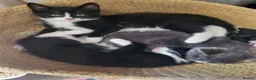 Mixed Breed cats for sale: 3 Beautiful Fluffy Female Kittens - Ready Now in Croydon - Advert 16