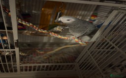 Parrots birds for sale: Semi Tame African Grey - Image 6