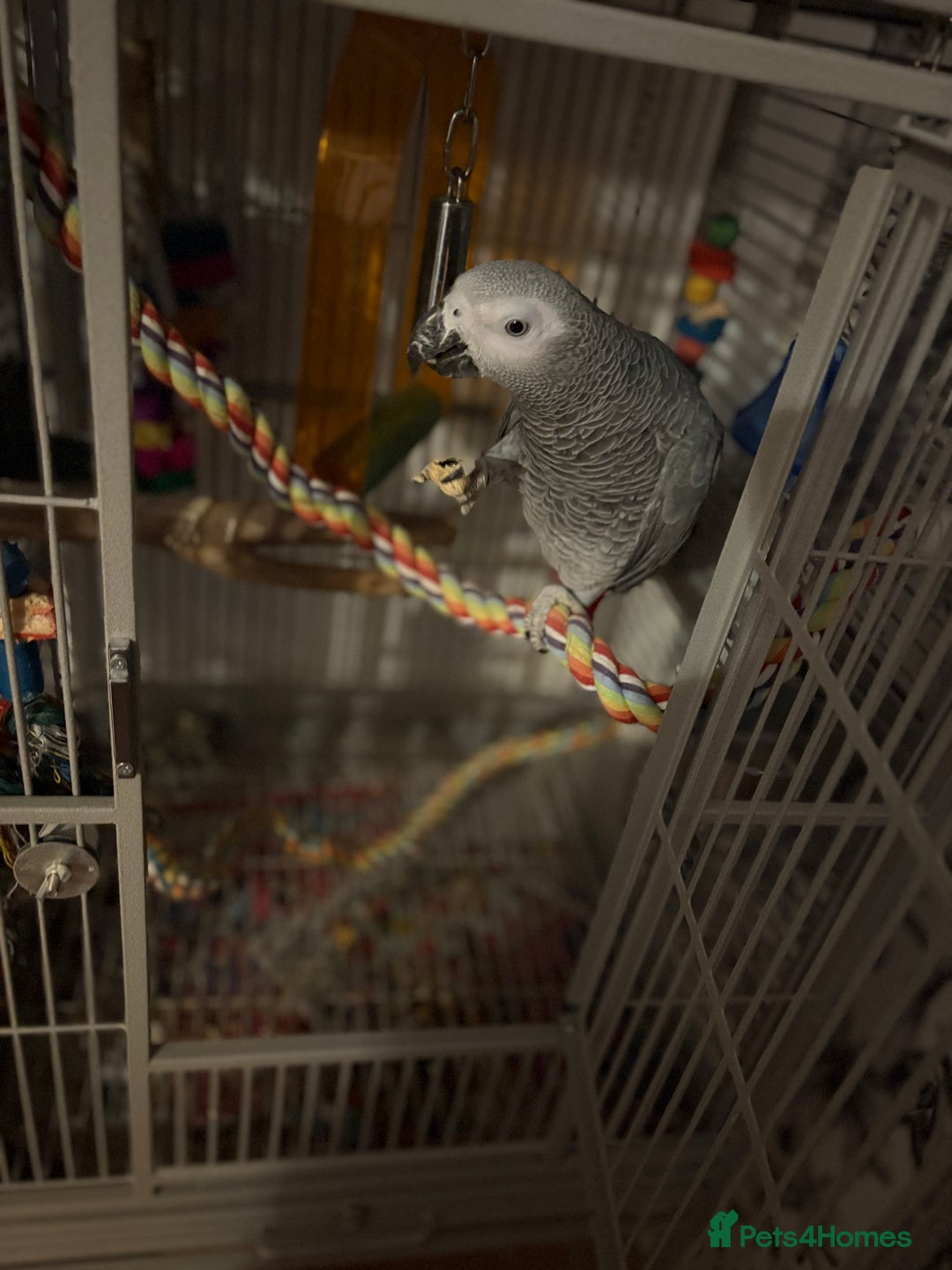 Parrots birds for sale: Semi Tame African Grey - Image 6