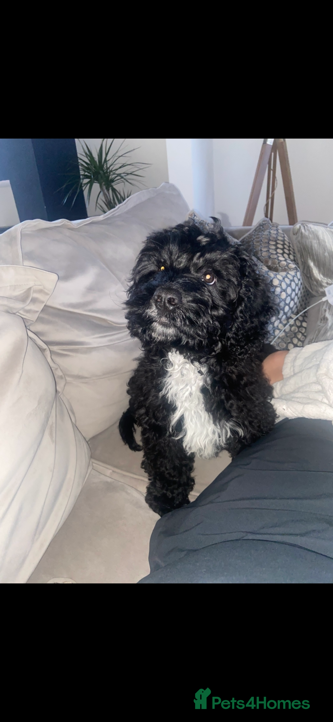 Cockapoo dogs for sale: Cockapoo Puppy - Advert 1