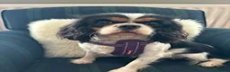Cavalier King Charles Spaniel dogs for sale: Kennel Club registered ruby Cavalier boy puppies. - Advert 8