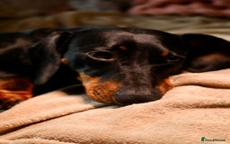 Dachshund dogs for sale: Dachshund Cute Puppies Looking for Forever Home   - Image 8