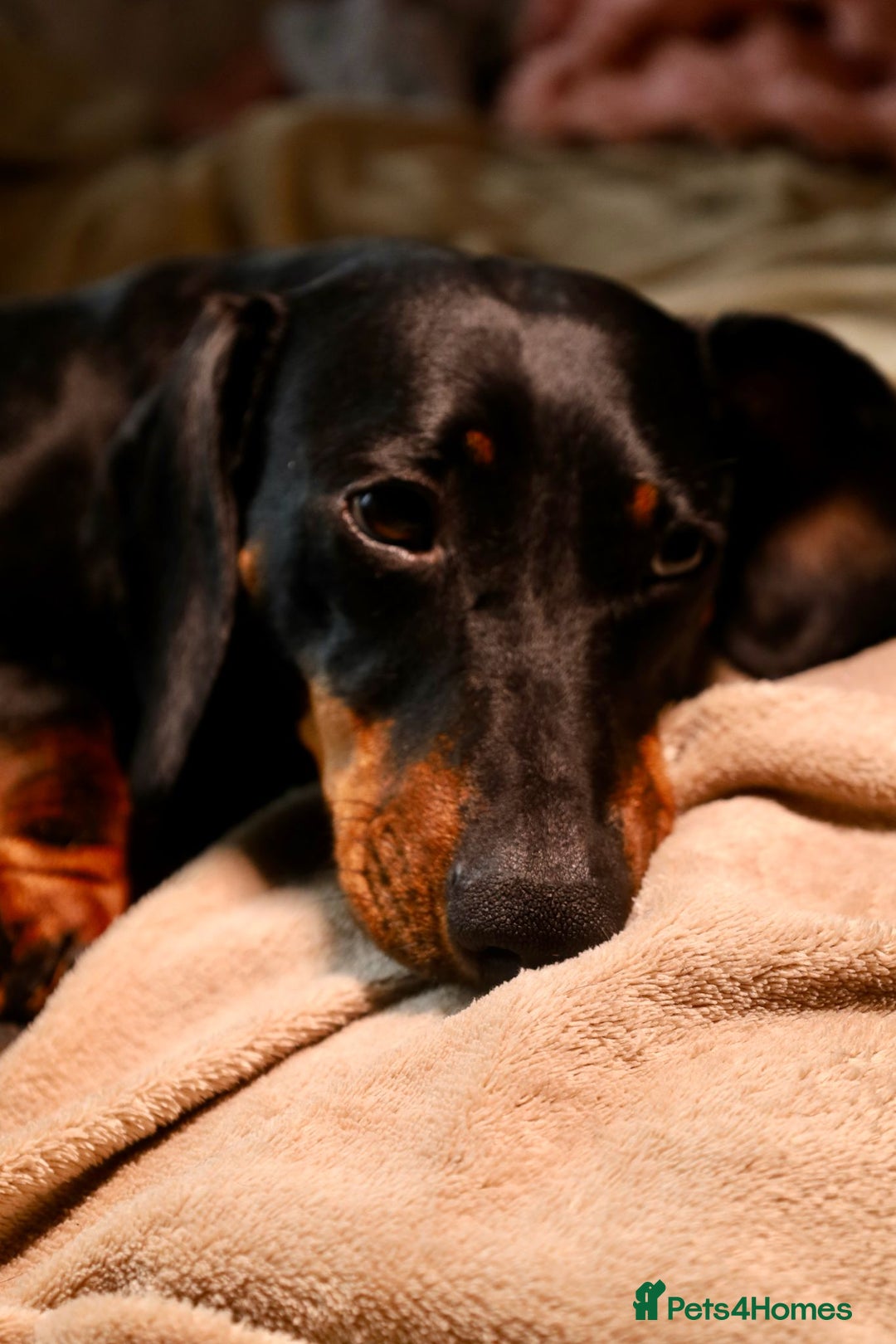 Dachshund dogs for sale: Dachshund Cute Puppies Looking for Forever Home   - Image 8