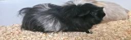 Guinea Pig rodents for sale: 2 stunning guinea pigs (with cage) - Advert 3