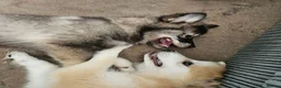 Pomsky dogs for sale: F3 Pomsky Puppies MUST GO - Advert 10