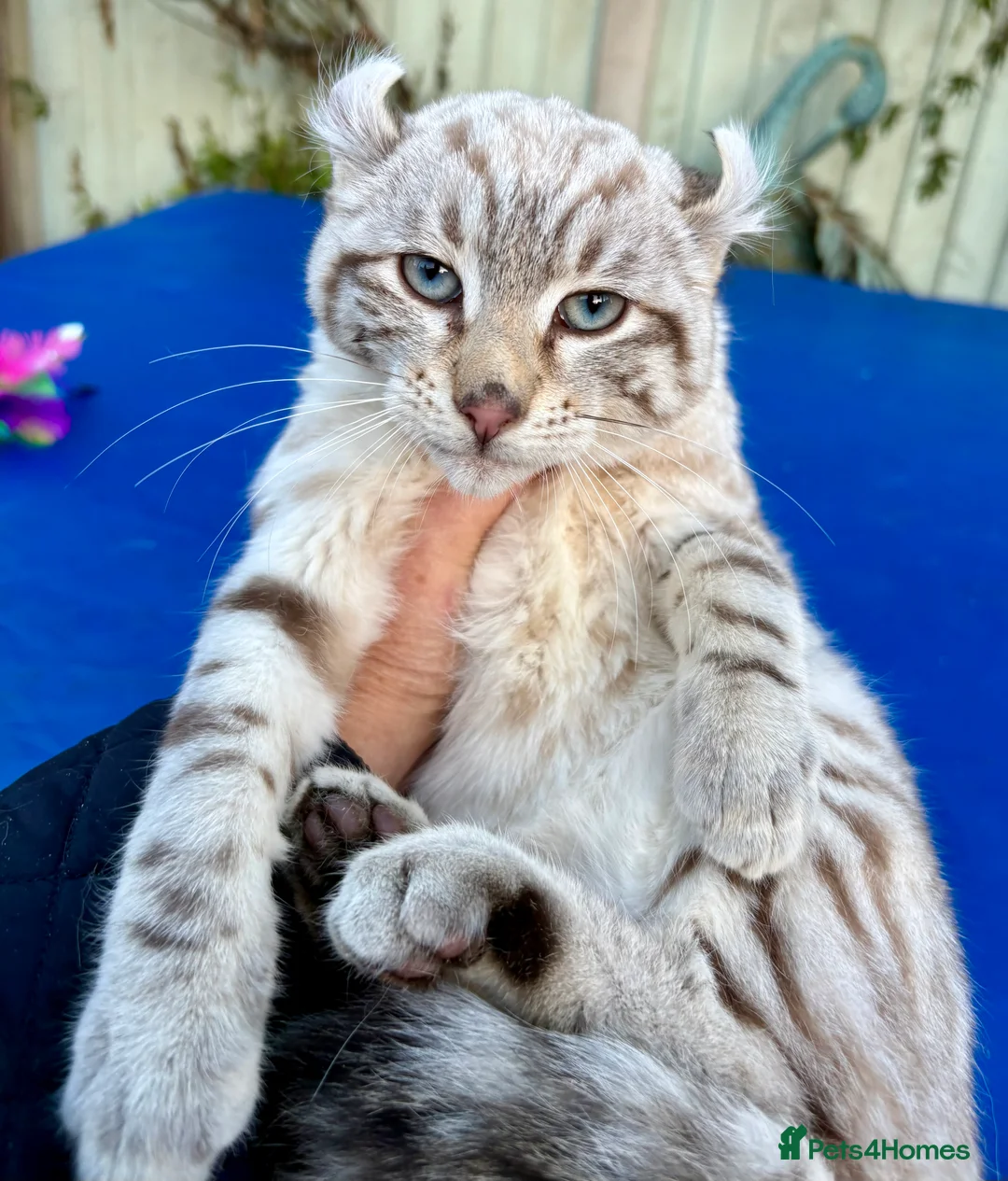 Savannah cats for sale: Breath taking wild looking girl  - Advert 20