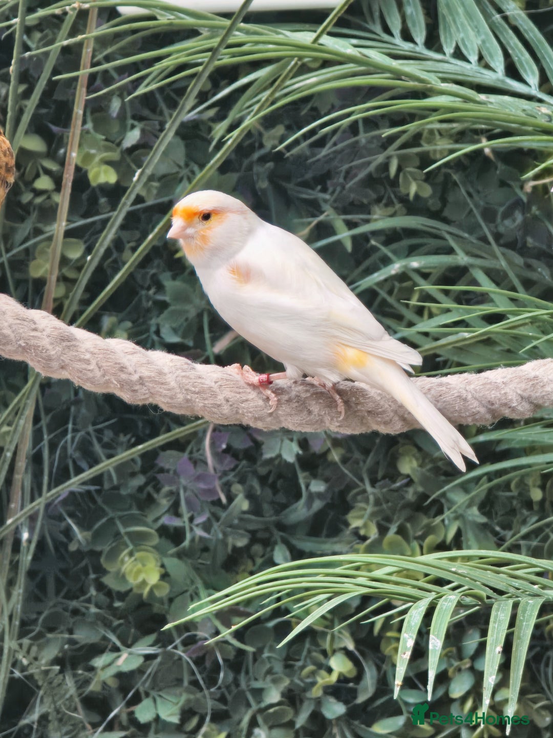 Canaries birds for sale: Various Canaries Available - Advert 3