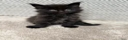 Maine Coon cats for sale: Beautiful Baby Maine Coon Kittens - Advert 20