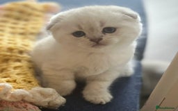 Scottish Fold cats for sale: Scottish Fold Kittens. Vaccinated, Last one left! - Image 2