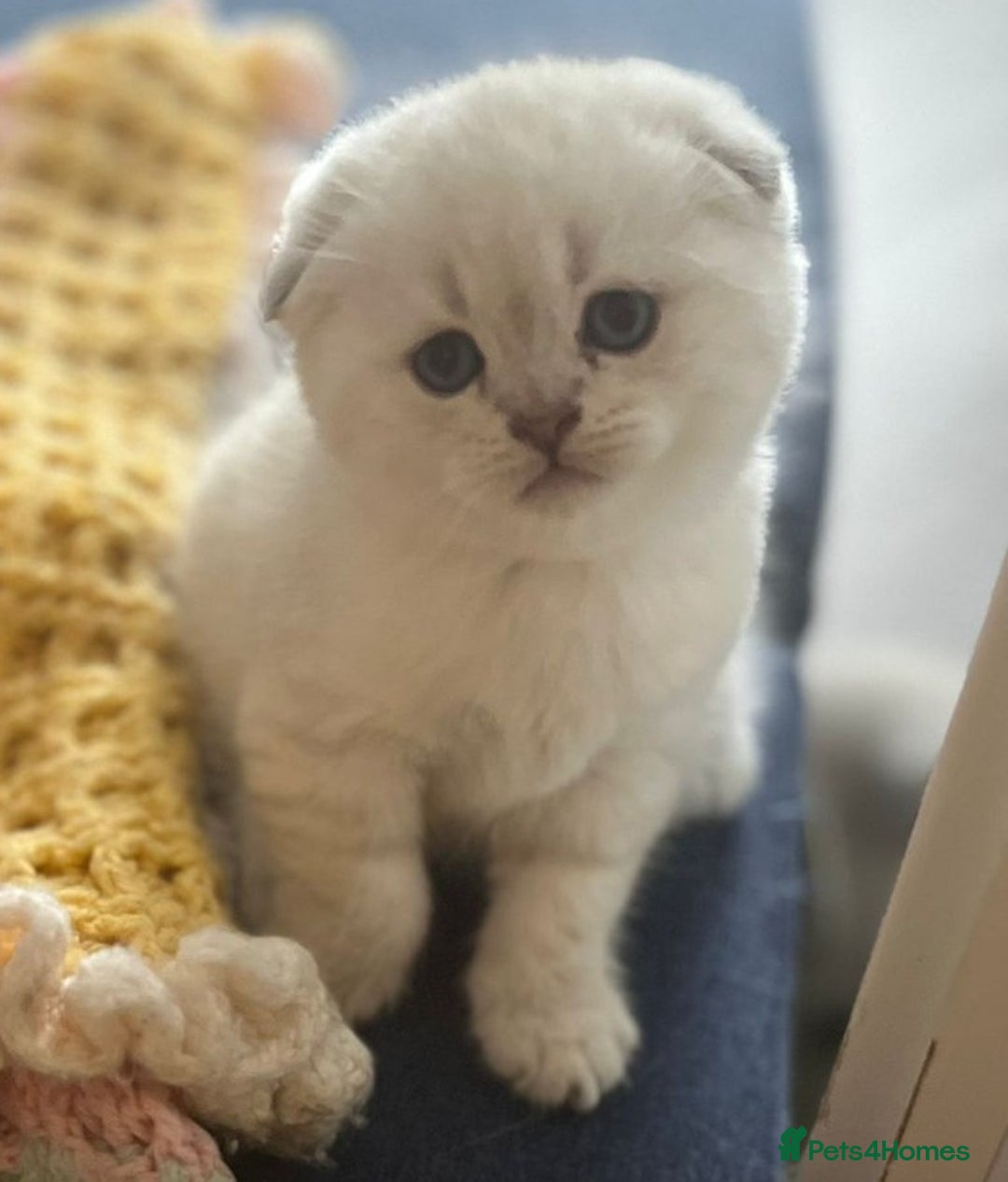 Scottish Fold cats for sale: Scottish Fold Kittens. Vaccinated, Last one left! - Image 2