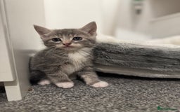 British Shorthair cats for sale: Kittens for sale  - Image 9