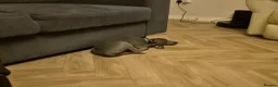 Mixed Breed dogs for sale: ONE BOY PUP LEFT!!! whippet dad and whippet cross - Advert 1