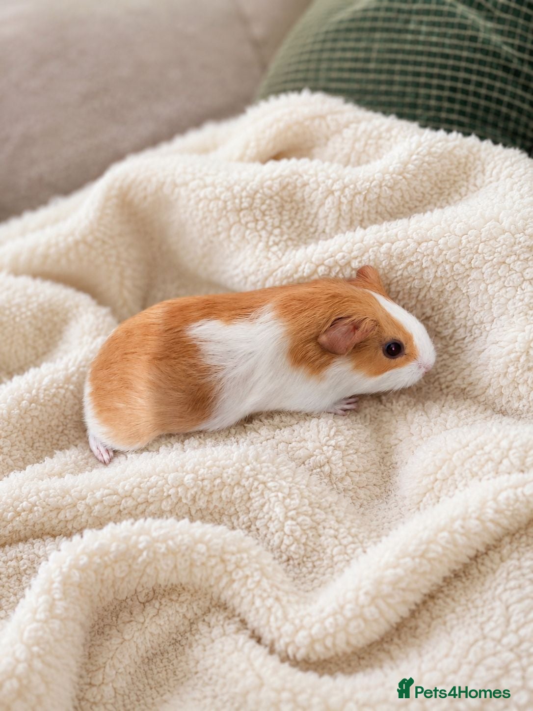 Guinea Pig rodents 🐹4 weeks old Baby Girl Guinea Pig Available 🐹 - Advert 15