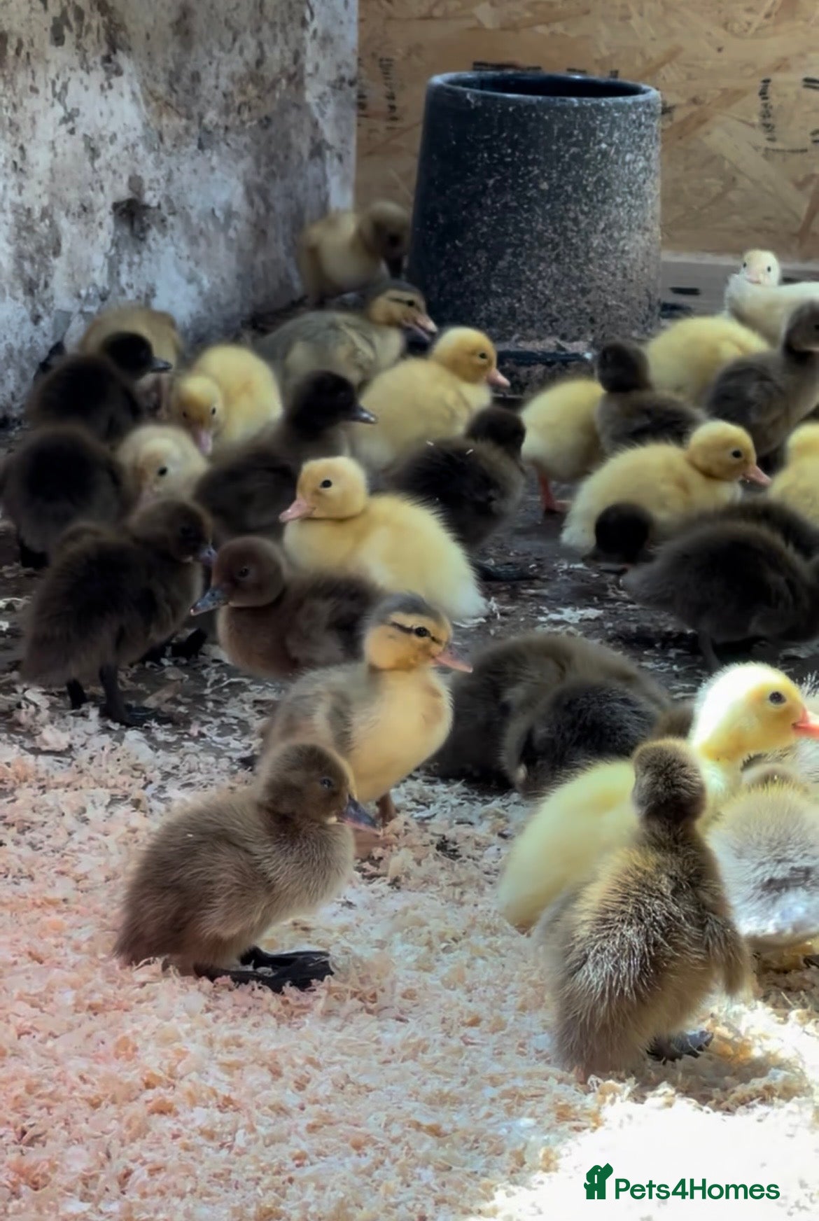 Ducks poultry Day old ducklings - Cherry valley, Indian Runners - Advert 2