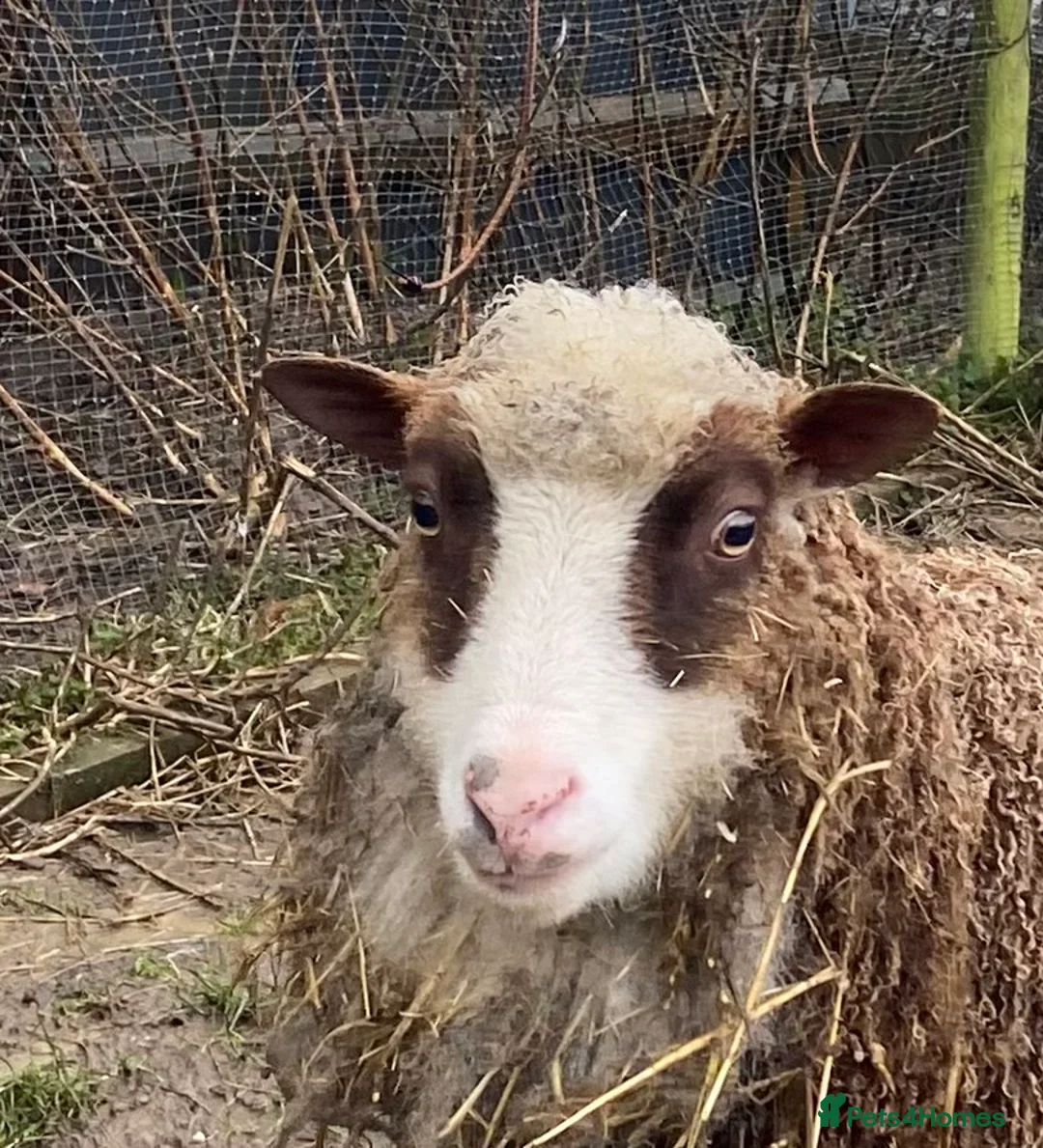 Sheep livestock for sale: Pedigree Shetland Sheep  - Advert 1