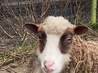 Sheep livestock Pedigree Shetland Sheep - Advert 11