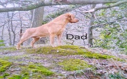 Labrador Retriever dogs for sale: Fox red lab pups - Image 9