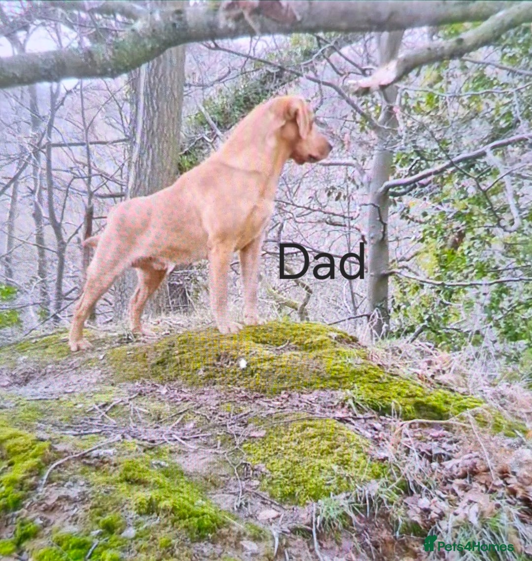 Labrador Retriever dogs for sale: Fox red lab pups - Image 9