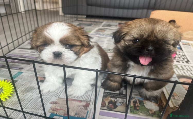 Shih Tzu dogs - Advert 12