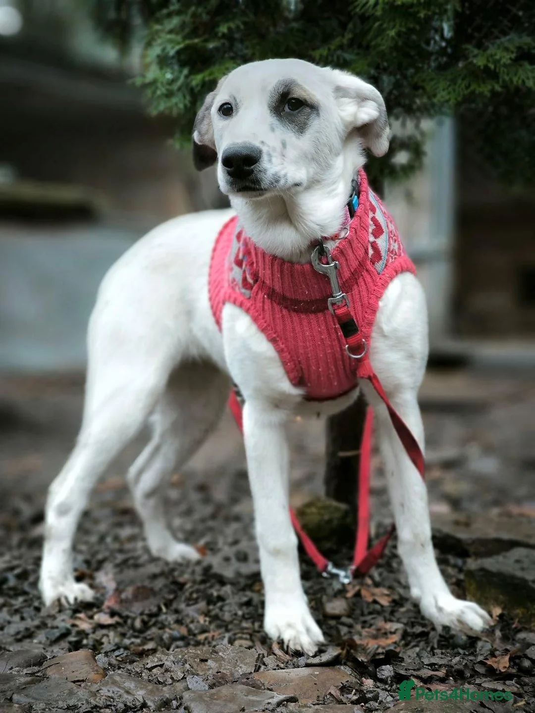 Mixed Breed dogs for adoption: ❤️PLIAMKA❤️8.5-month-old loving and playful girl in Oxford - Advert 8