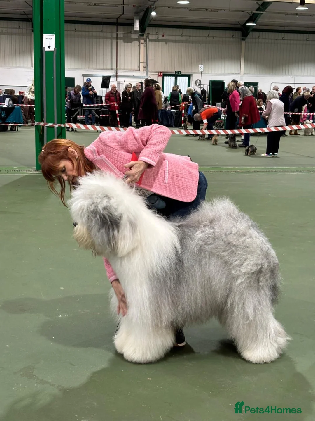 Old English Sheepdog dogs for sale: Outstanding OES top Show Lines,Exceptional Quality - Advert 5