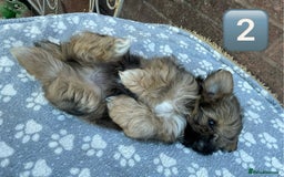 Shih Tzu dogs for sale: KC Registered Imperial Shih Tzu boys.  - Image 9