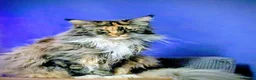 Maine Coon cats for sale: New home for Bonnie  - Advert 7