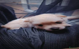 Pomeranian dogs for sale: Pomeranian puppies for loving and caring families  - Image 25