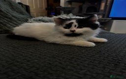 Persian cats for sale: Persian x kittens - Image 5