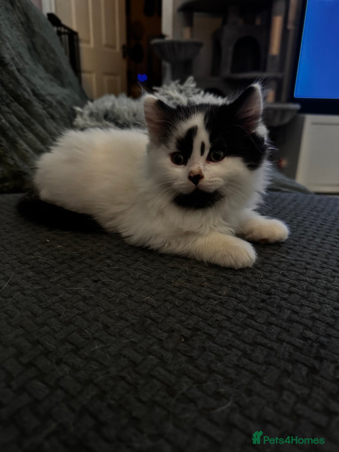 Persian cats for sale: Persian x kittens - Image 5