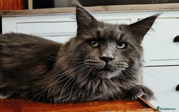 Maine Coon cats for sale: Maine coon kittens champion line DNA health tested - Advert 7