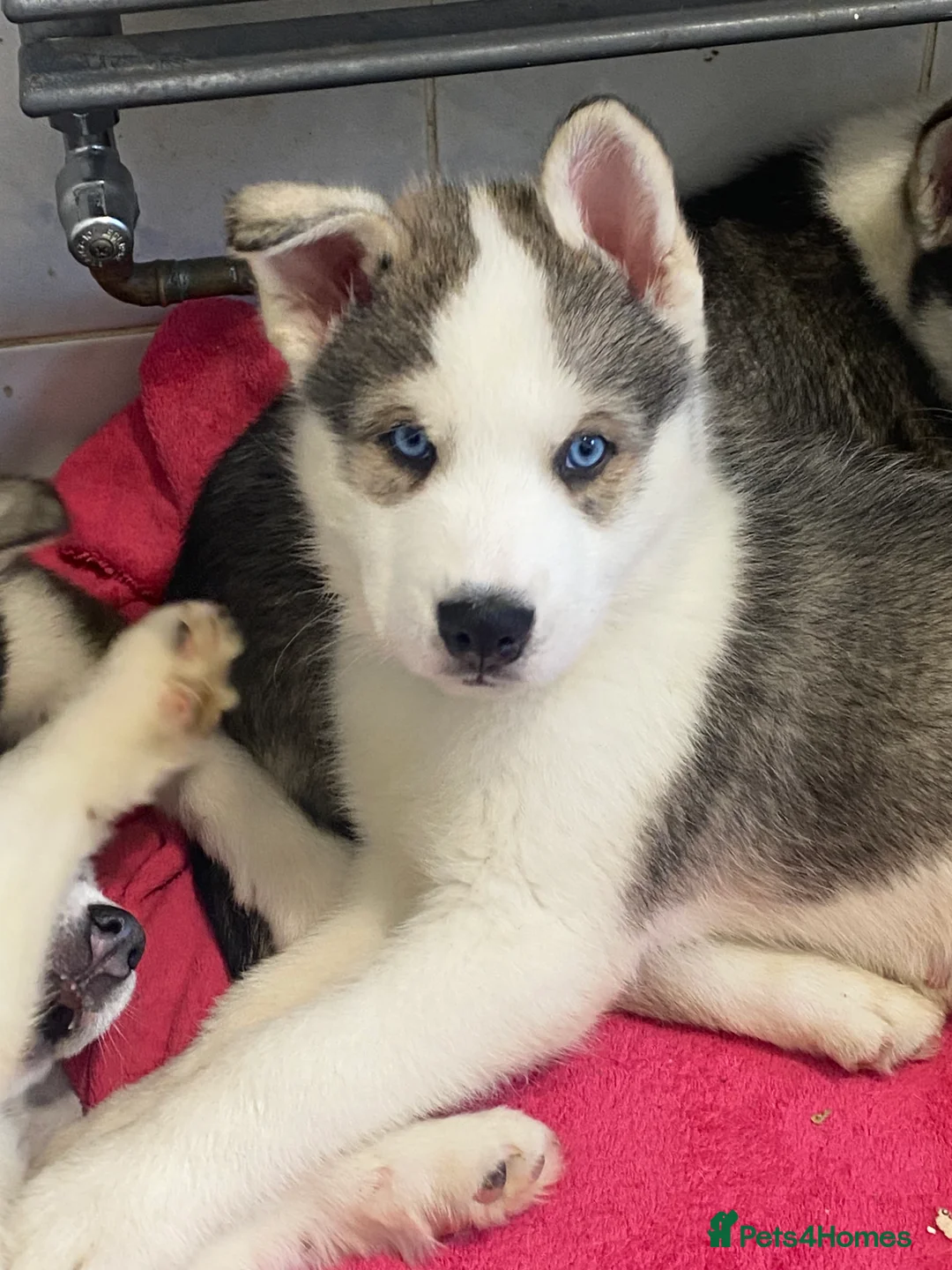 Siberian Husky dogs for sale: Magnificent Siberian Husky Puppies  - Advert 1