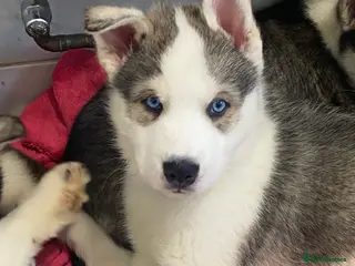 Siberian Husky dogs Magnificent Siberian Husky Puppies - Advert 3