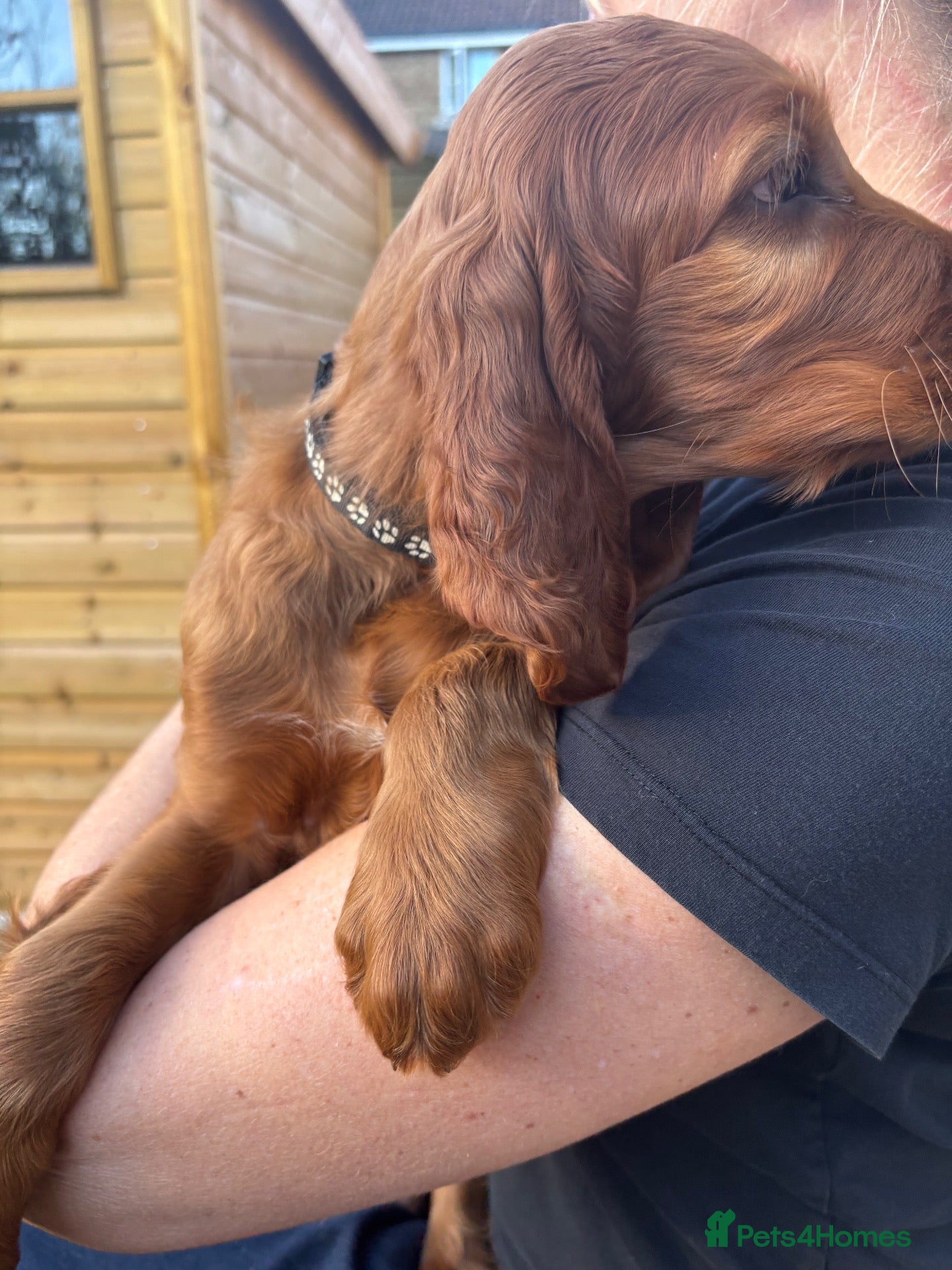 Irish Setter dogs KC registered Irish Setter puppies Bexhill-on-Sea - Advert 2