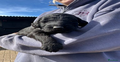 Labradoodle dogs - Advert 1