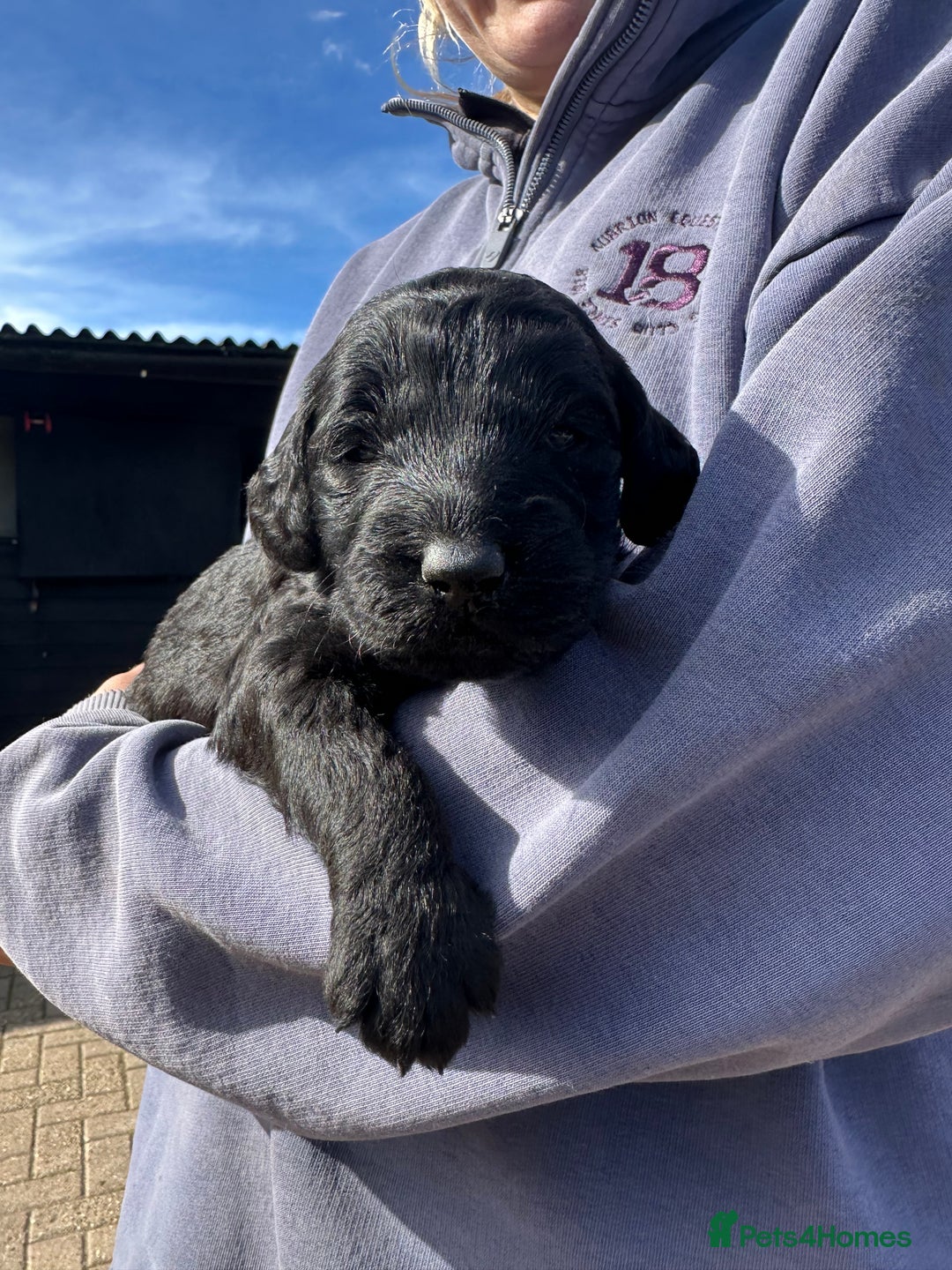 Labradoodle dogs for sale: Miniature Labradoodle Puppies,  - Image 2