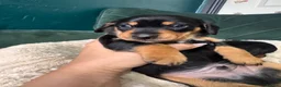 Miniature Dachshund dogs for sale: 2 KC registered miniature dachshund puppies - Advert 6