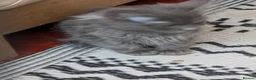 Siberian cats for sale: Siberian girl  - Advert 7