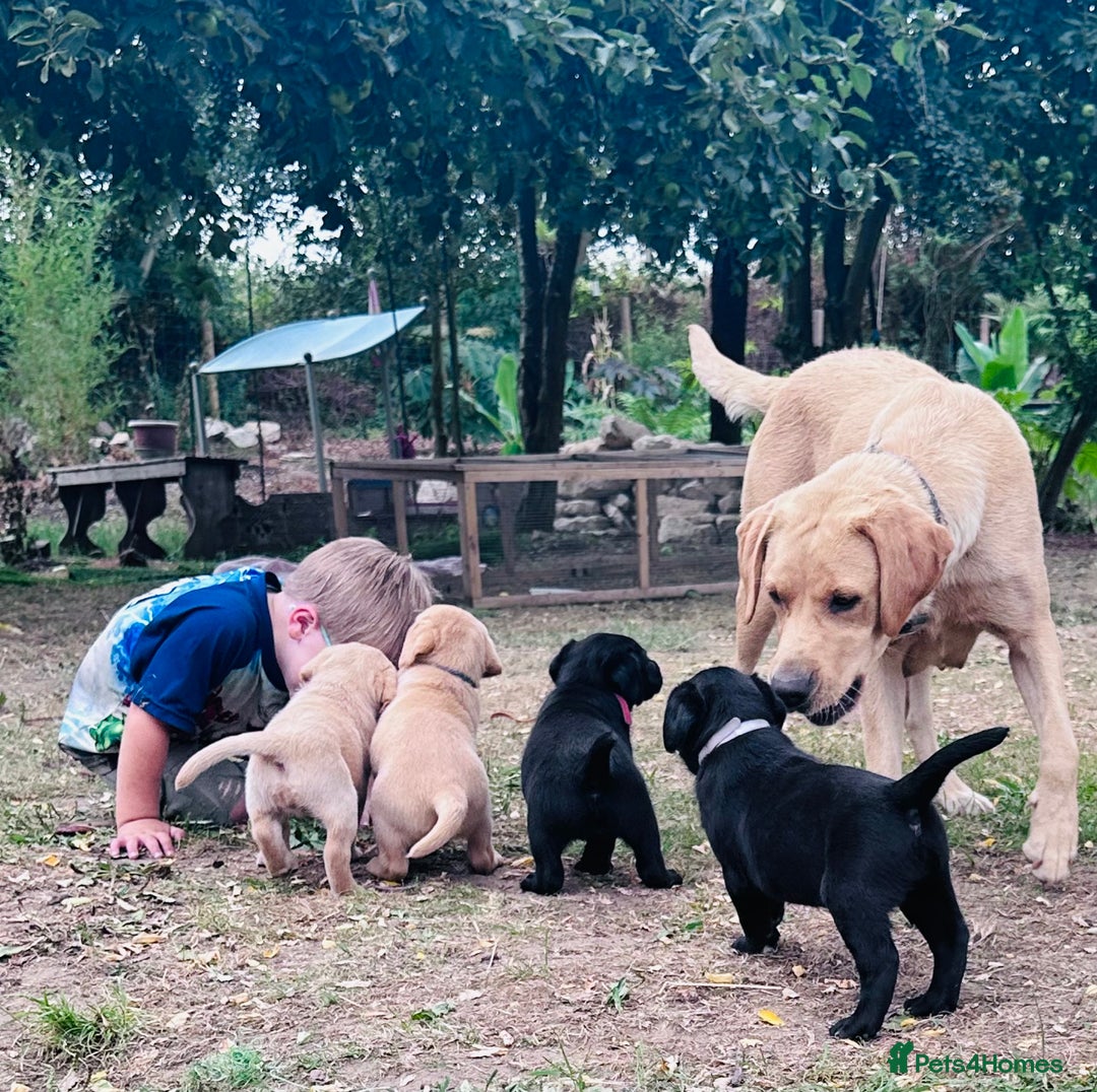 Labrador Retriever dogs for sale: Labrador puppies  - Image 2