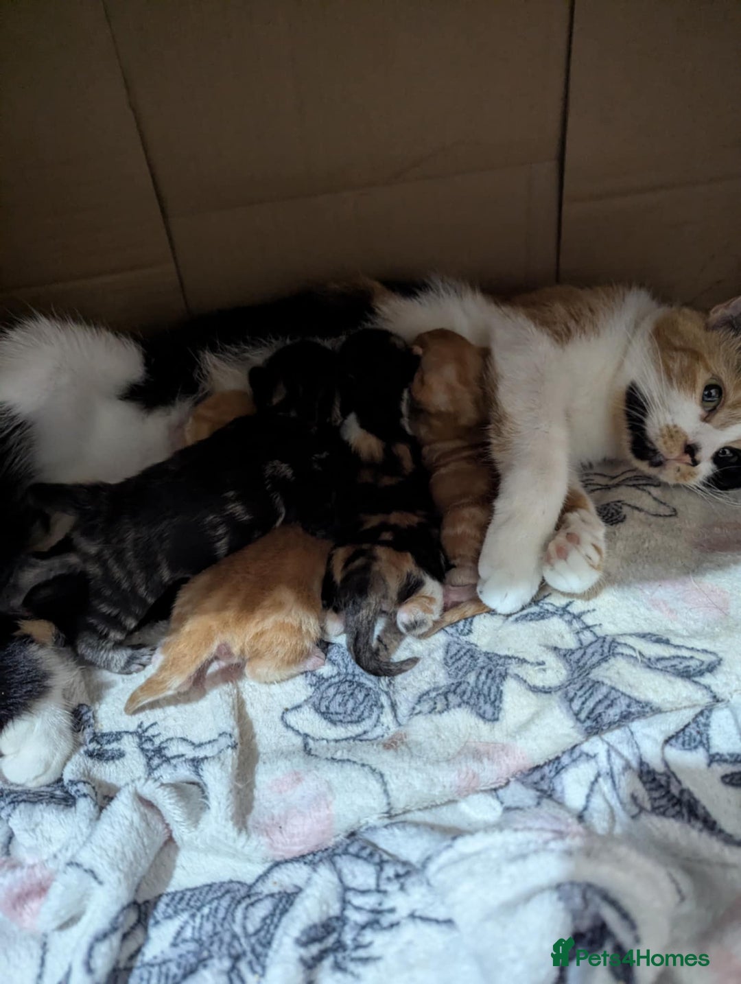 Mixed Breed cats for sale: Beautiful kittens - Image 8